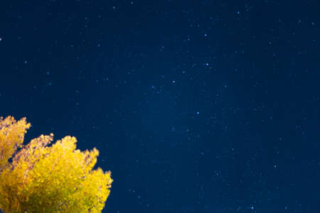 Long exposure night sky stars photo. A lot of stars with constellations. Tree in foregroung. Far...