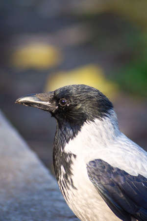 The city crow with black anf gray feathers on stone border with blurred background.の写真素材