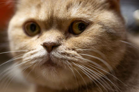 Temperamental british domestic cat looks at you closeup with blurred background.の写真素材
