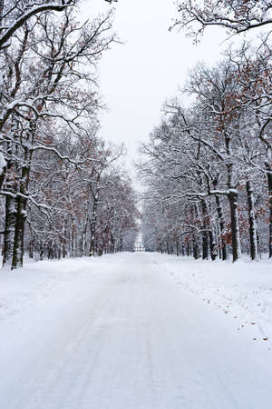 Road to house in winter forest. Trees in white snow, Christmas time.  Sharp photo.の写真素材