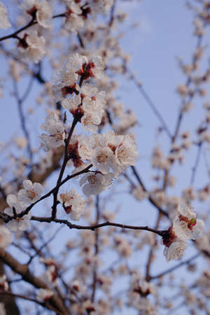 Apricot flowers on blurred blue sky background. Sprind dayの写真素材