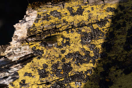 A part of old yellow wooden fence. The yellow paint on wood is old and cracked. Perfect painted wooden texture.の写真素材