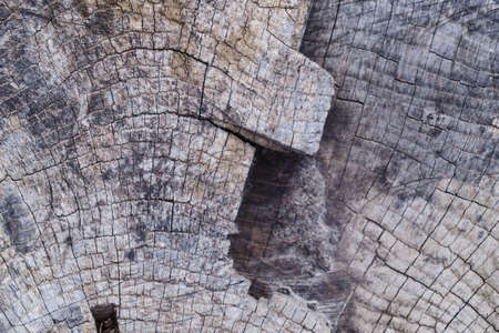 Old wooden texured surface closeup. Moss and relief on surface. Stock photo of old wooden pattern of aged boards with moss. Brown and gray colors on photo.の写真素材