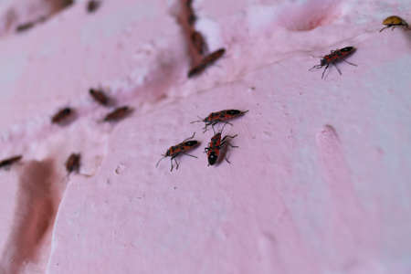 A lot of redbugs on pink wall with blurred background.の写真素材