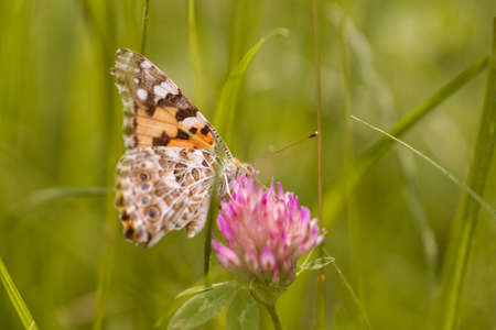 An orange butterfly on wildflower on soft green blurred background.の写真素材
