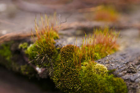 Fresh green and yellow moss with blurred background. Close up view with a small depth of field far away. Stock photography of forest green and yellow mossの写真素材