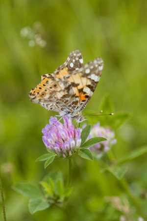 An orange butterfly on wildflower on soft green blurred background.