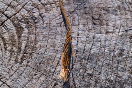 Old wooden texured surface closeup. Moss and relief on surface. Stock photo of old wooden pattern of...