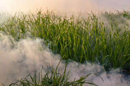 The silver smoke in grass from smoke bomb against evening sun. の写真素材