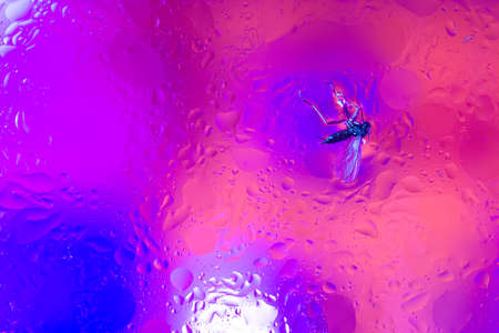 The hue purple abstract composition of oil drops in water with soft focus effect and black insect...