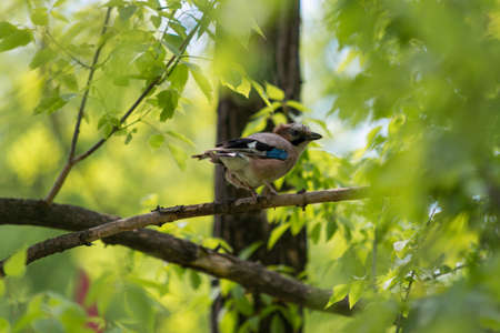 Jay ordinary among branches on a tree close-upの写真素材