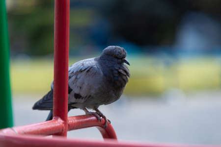 Pigeon on blurred backgroundの写真素材