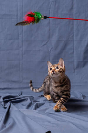 Bengal kitten playing on fabric backgroundの写真素材