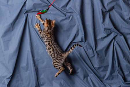 Bengal kitten playing on fabric backgroundの写真素材