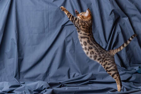 Bengal kitten playing on fabric backgroundの写真素材