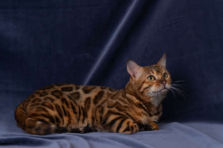 bengal cat playing on fabric backgroundの写真素材