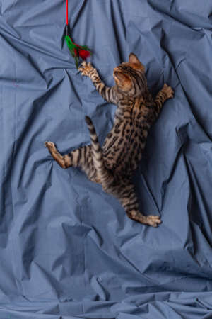 Bengal kitten playing on fabric backgroundの写真素材