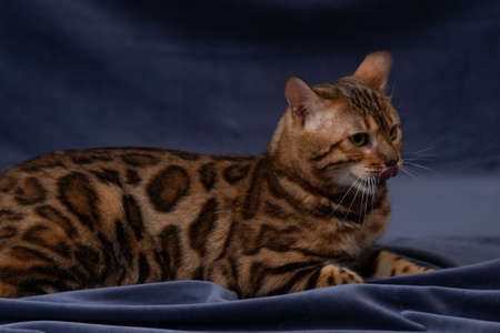 bengal cat playing on fabric backgroundの写真素材