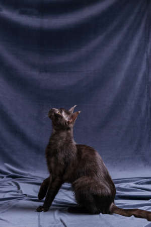 Black maine coon playing on fabric backgroundの写真素材