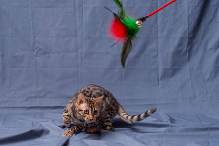 Bengal kitten playing on fabric backgroundの写真素材