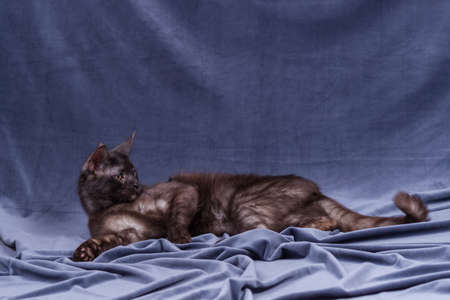 Black maine coon playing on fabric backgroundの写真素材