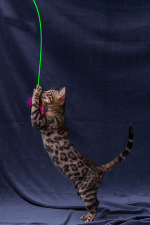 Bengal kitten playing on fabric backgroundの写真素材