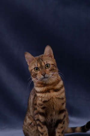 bengal cat playing on fabric backgroundの写真素材