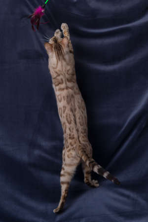 White bengal cat playing on gray backgroundの写真素材