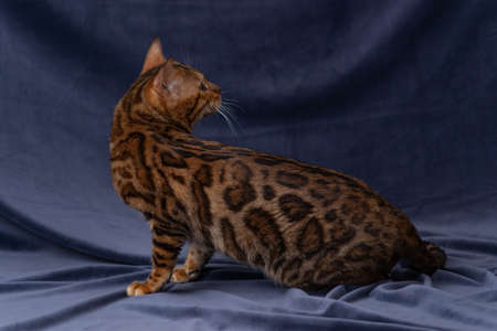 bengal cat playing on fabric background