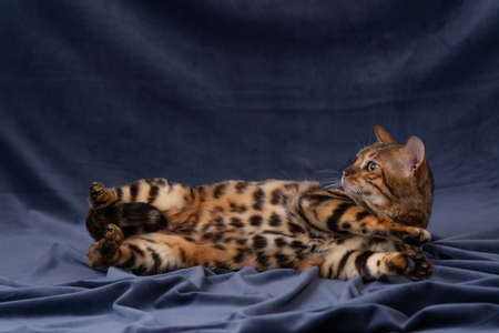 bengal cat playing on fabric backgroundの写真素材