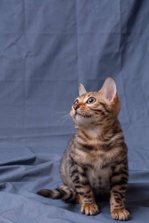 Bengal kitten playing on fabric backgroundの写真素材