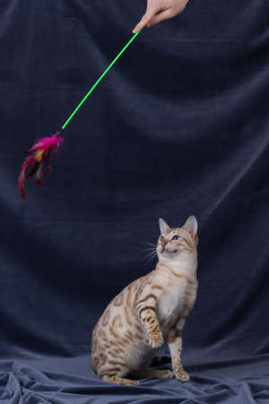 White bengal cat playing on gray backgroundの写真素材