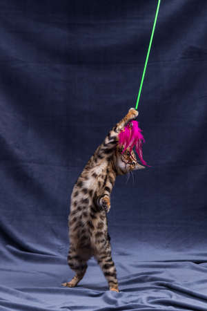Bengal kitten playing on fabric backgroundの写真素材