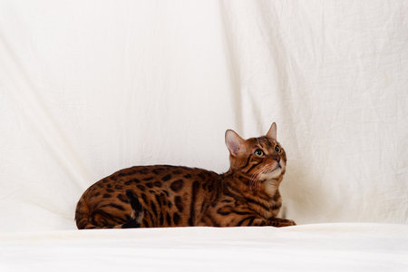 Bengal cat lies on fabric backgroundの写真素材