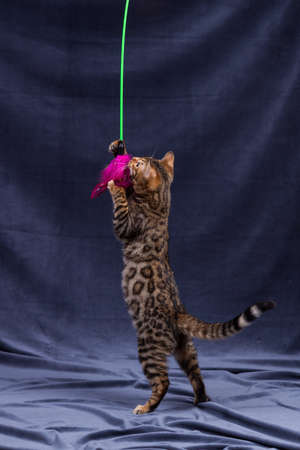 Bengal kitten playing on fabric backgroundの写真素材