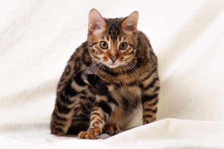 Bengal kitten playing on fabric white backgroundの写真素材