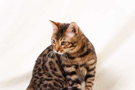 Bengal kitten playing on fabric white backgroundの写真素材