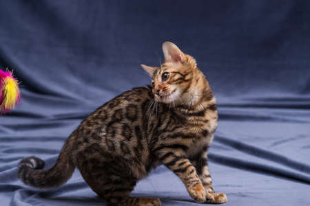 Bengal kitten playing on fabric backgroundの写真素材