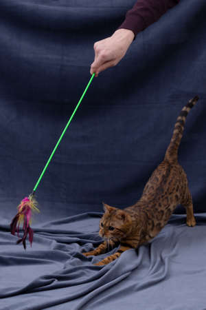 bengal cat playing on fabric backgroundの写真素材