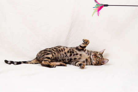Bengal kitten playing on fabric white background