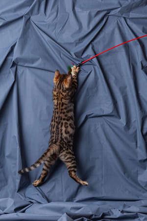 Bengal kitten playing on fabric backgroundの写真素材