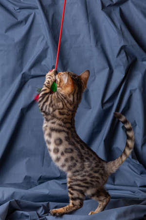 Bengal kitten playing on fabric backgroundの写真素材