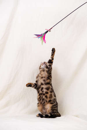 Bengal kitten playing on fabric white backgroundの写真素材