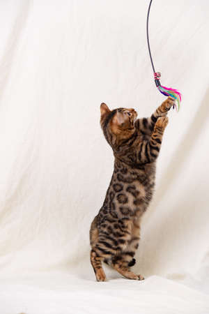 Bengal kitten playing on fabric white backgroundの写真素材