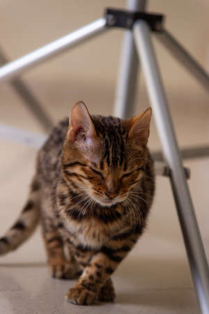 bengal kitten playing on floorの写真素材