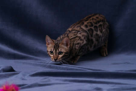 Bengal kitten playing on fabric backgroundの写真素材