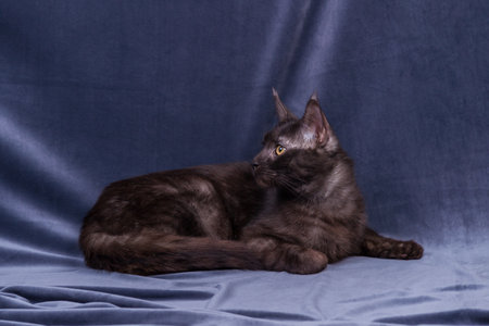 Black maine coon playing on fabric backgroundの写真素材