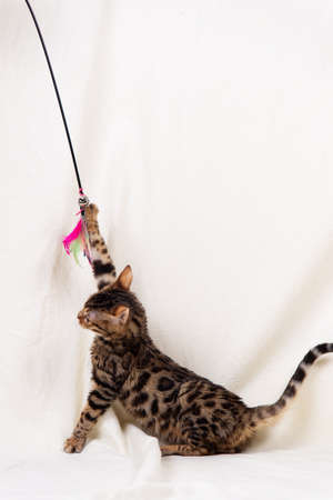 Bengal kitten playing on fabric white backgroundの写真素材