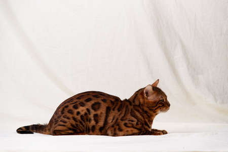 Bengal cat lies on fabric backgroundの写真素材