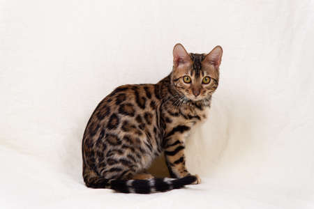 Bengal kitten playing on fabric white backgroundの写真素材